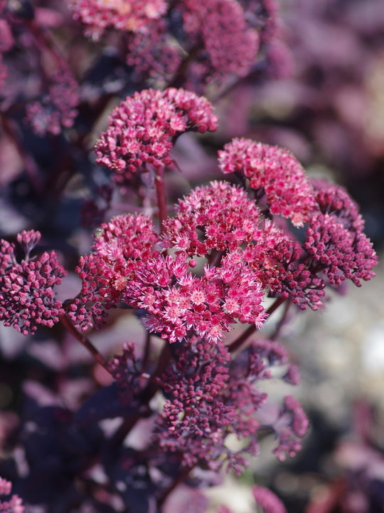Sedum Emperors Flower Seeds for Planting – Heirloom Non-GMO, High Germination Organic Garden Seeds