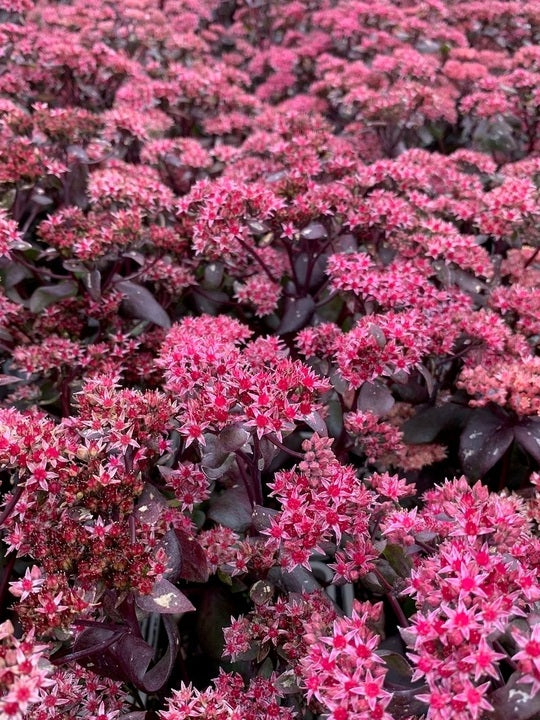 Sedum Emperors Flower Seeds for Planting – Heirloom Non-GMO, High Germination Organic Garden Seeds