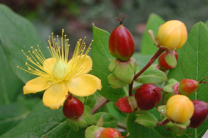 Hypericum Patulum Herb Seeds for Planting – Heirloom, Non-GMO, Organic Garden Seeds with High Germination