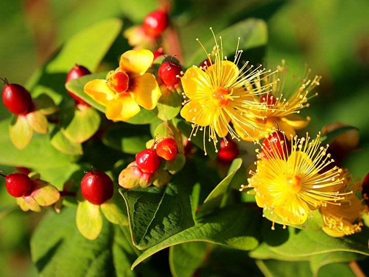 Hypericum Flower seeds for Planting - Colorful Display, Heirloom, Non-GMO, High Germination