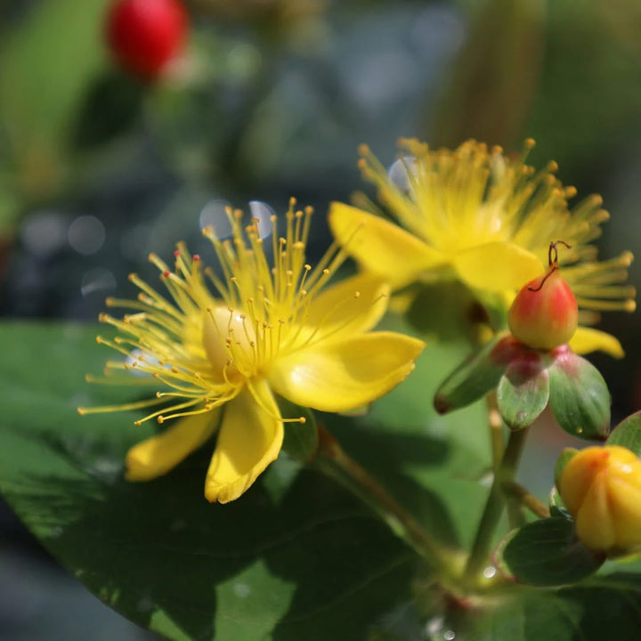 Hypericum Flower seeds for Planting - Colorful Display, Heirloom, Non-GMO, High Germination