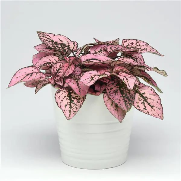 Pink Green Hypoestes Splash Flower Seeds for Planting – Heirloom Non-GMO, High Germination Organic Garden Seeds
