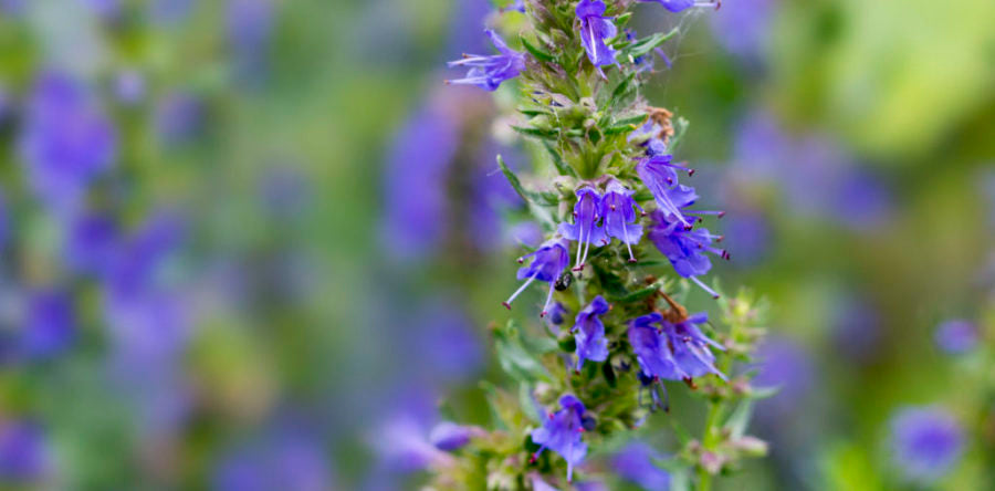 Purple Hyssopus Officinalis Herb Seeds for Planting – Heirloom, Non-GMO, Organic Garden Seeds with High Germination