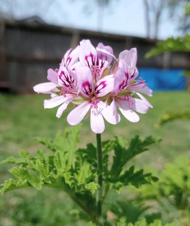 Citronella Flower Seeds for Planting – Heirloom, Non-GMO, High Germination Organic Garden Seeds