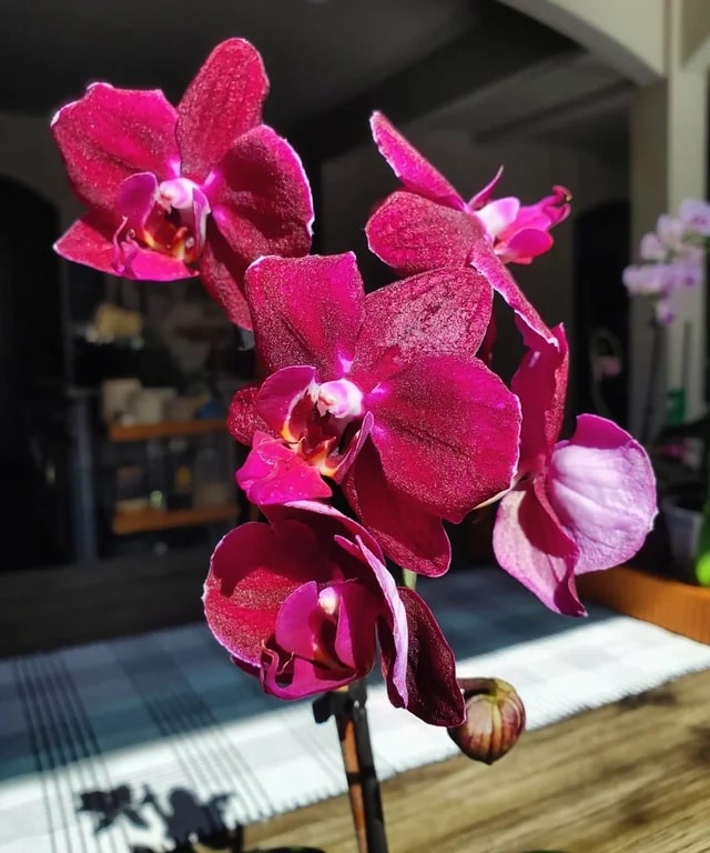 Burgundy White Phalaenopsis Orchid Seeds for Planting – Heirloom, Non-GMO, Easy to Grow, High Germination