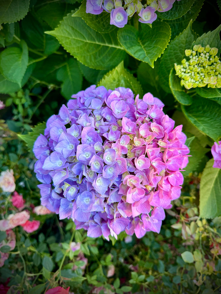 Blue Pink Purple Hydrangea Flower Seeds for Planting – Heirloom Non-GMO, High Germination Organic Garden Seeds
