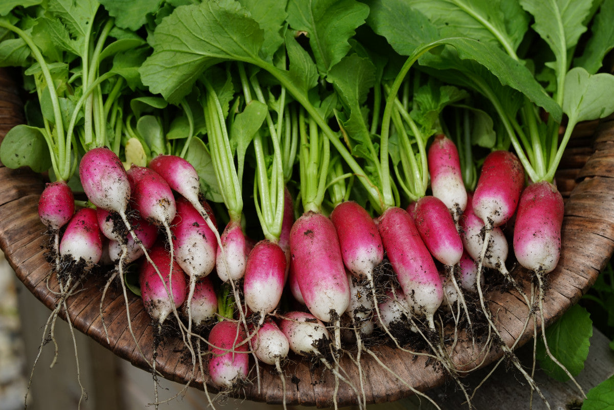 French Breakfast Radish Seeds for Planting – Heirloom, Non-GMO Vegetable Seeds