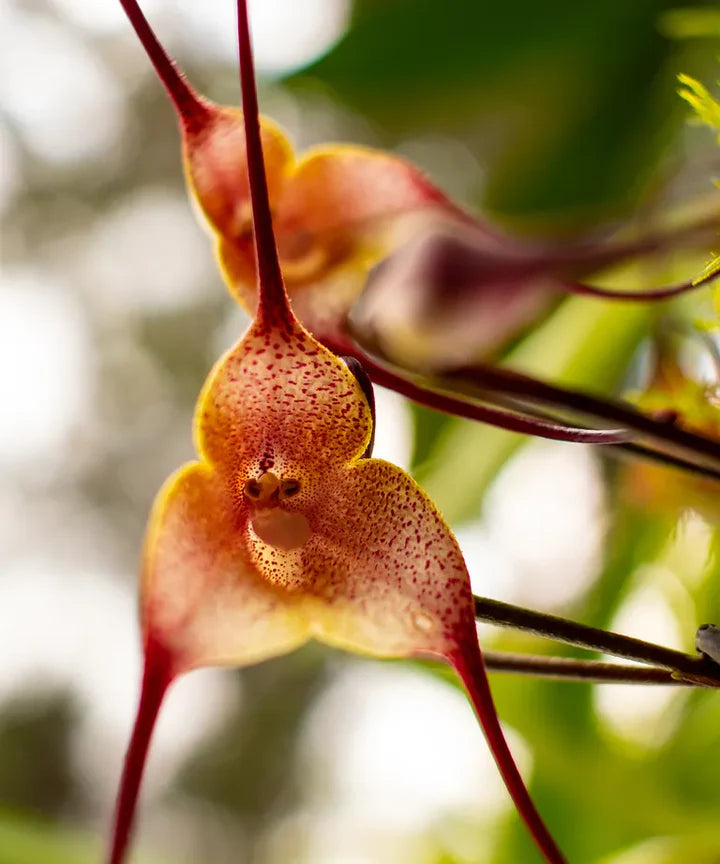 Brown Monkey Orchid Flower Seeds for Planting – Heirloom, Non-GMO, High Germination Organic Garden Seeds