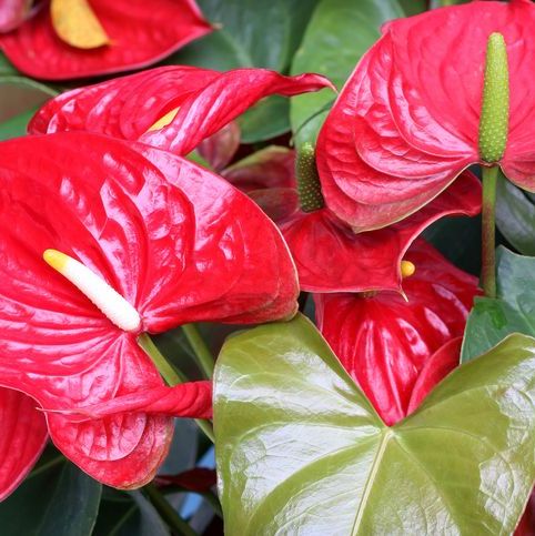 Red Anthurium Flower Seeds for Planting - Hardy Variety, Heirloom & GMO Free Seeds for Home Garden