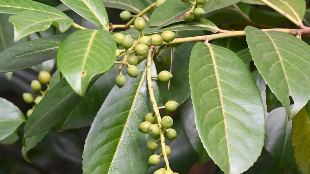 Green Bay Leaf Herb Seeds for Planting – Heirloom, Non-GMO, Organic Garden Seeds with High Germination