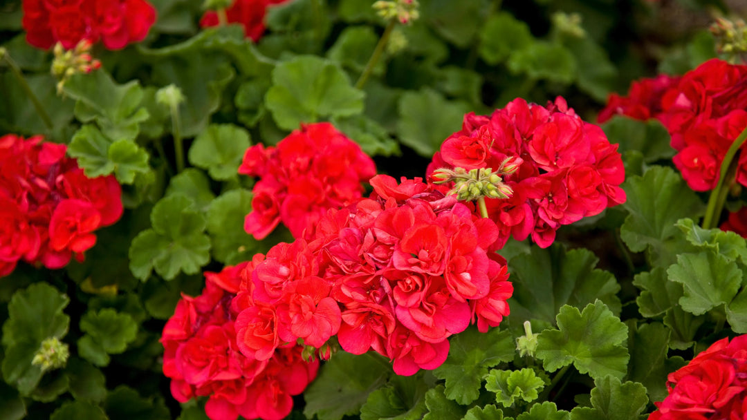 Geranium Pelargonium Flower Seeds for Planting – Heirloom, Non-GMO, Sun Loving, High Germination