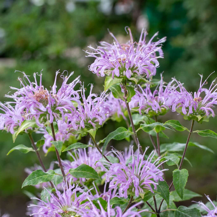 Flower Seeds, Seeds,Seeds For Planting,Plant Seeds