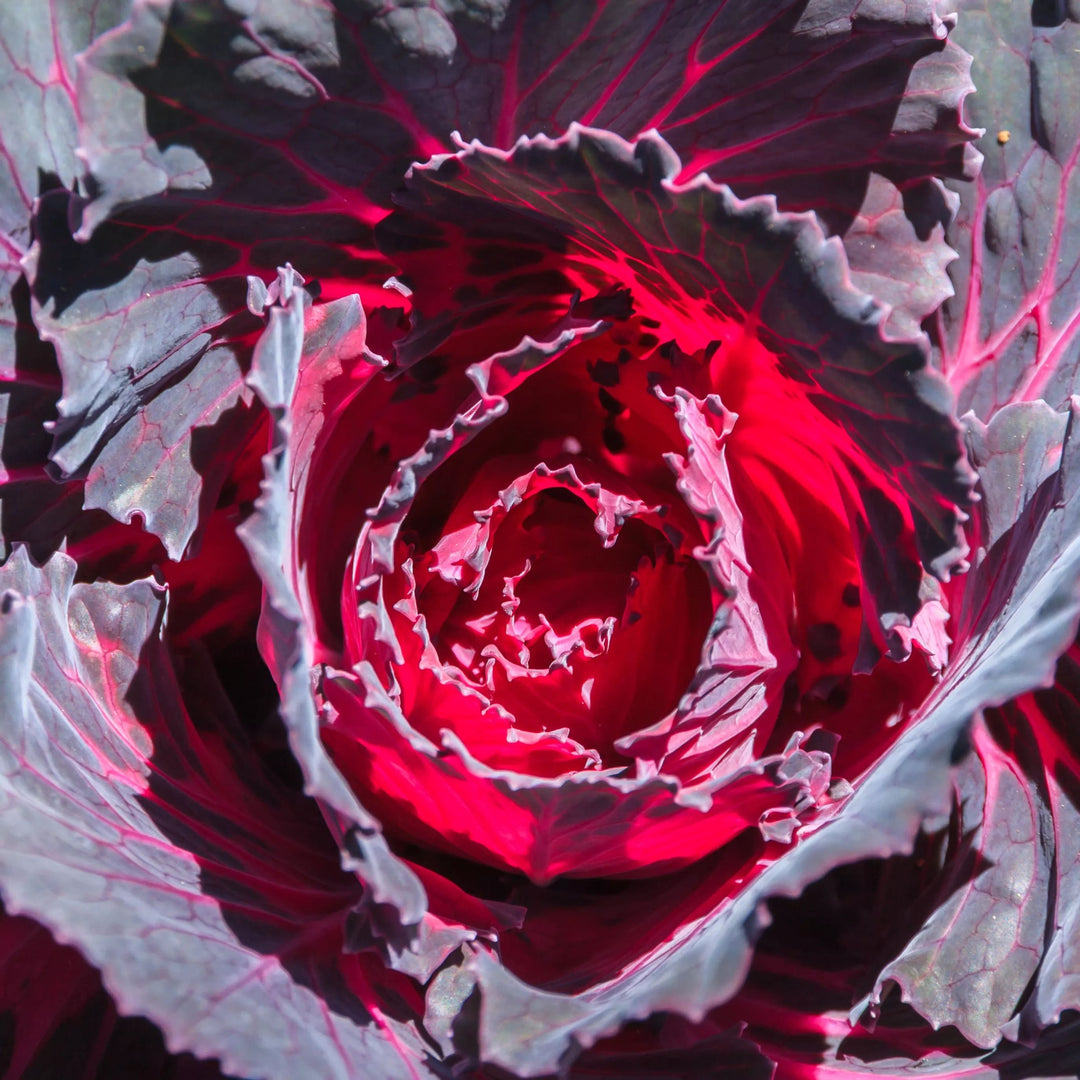 Red Brassica Oleracea Flower Seeds for Planting – Wildflower Mix, Heirloom & Non-GMO Organic Garden Seeds