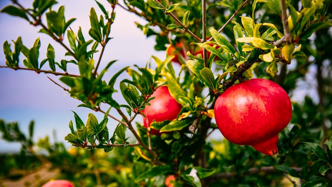 Mixed Pomegranate Fruit Seeds for Planting – Heirloom, Non-GMO Sweet and Tangy Garden Fruit Seeds