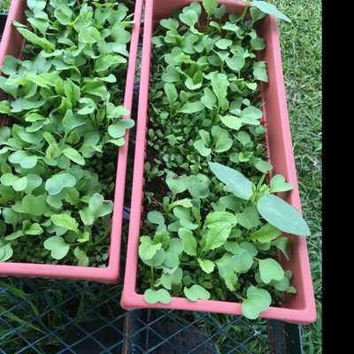 Broadleaf Tortoise Forage Seeds – Heirloom, Non-GMO Seeds for Planting Nutritious Forage Blend