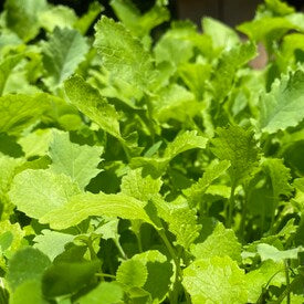 Broadleaf Tortoise Forage Seeds – Heirloom, Non-GMO Seeds for Planting Nutritious Forage Blend