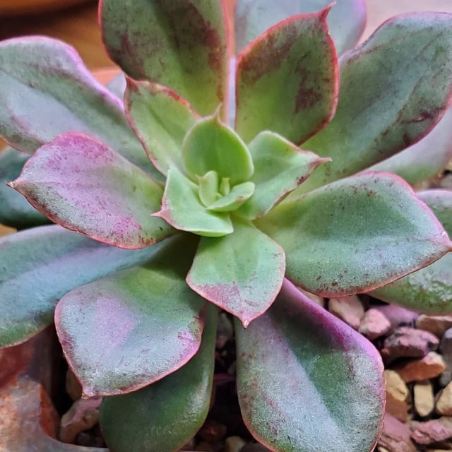 Green Purple Succulent Flower Seeds for Planting – Heirloom, Non-GMO Wildflower Mix, High Germination