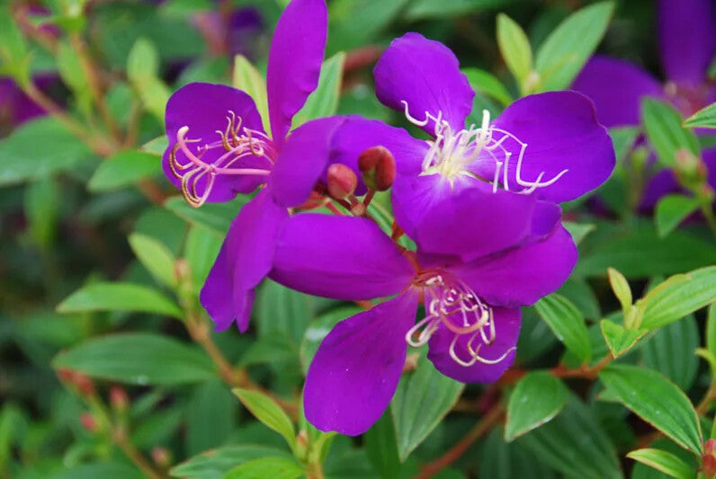 Purple Tibouchina Flower Seeds for Planting – Heirloom Non-GMO, High Germination Organic Garden Seeds