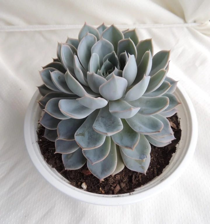 Grey Succulent Flower Seeds for Planting – Heirloom Non-GMO High Germination Organic Garden Seeds