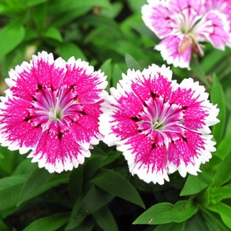 Carnation Dianthus Flower Seeds for Planting Light Pink – Low Maintenance, Heirloom, Non-GMO, High Germination Organic Garden Seeds