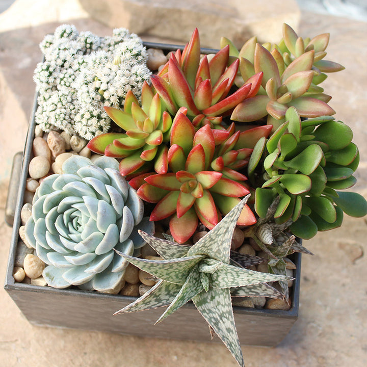 Succulents Flower Seeds for Planting – Heirloom, Non-GMO, Organic Garden Seeds, High Germination