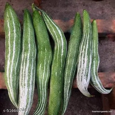 Trichosanthes Cucumerina Seeds – Heirloom Non-GMO Edible Snake Gourd Vegetable Seeds for Planting, Organic Garden Seeds