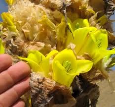 Yellow Puya Mirabilis Flower Seeds for Planting – Fragrant Blossoms, Heirloom & Non-GMO Organic Garden Seeds for Home Garden, 100pcs