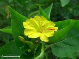 Yellow Puya Mirabilis Flower Seeds for Planting – Fragrant Blossoms, Heirloom & Non-GMO Organic Garden Seeds for Home Garden, 100pcs