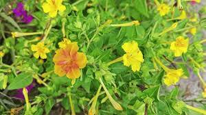 Yellow Puya Mirabilis Flower Seeds for Planting – Fragrant Blossoms, Heirloom & Non-GMO Organic Garden Seeds for Home Garden, 100pcs