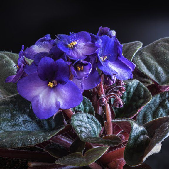 African Violet Flower Seeds for Planting Red 100 pcs - Easy to Grow, Heirloom & GMO Free Seeds for Home Garden