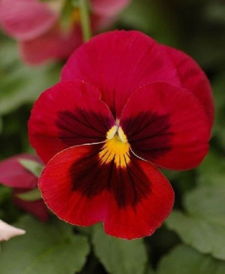 Red Pansy Flower Seeds for Planting – Heirloom, Non-GMO, High Germination Organic Garden Seeds