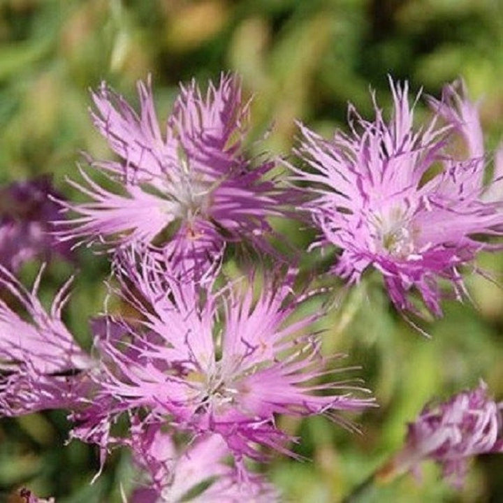Flower Seeds, Seeds,Seeds For Planting,Plant Seeds