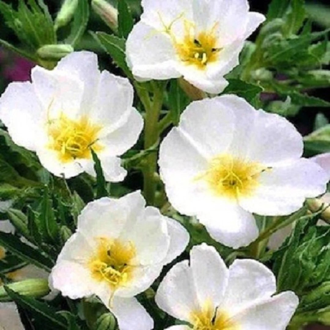 White Evening Primrose Flower Seeds for Planting – Heirloom Non-GMO, High Germination Organic Garden Seeds