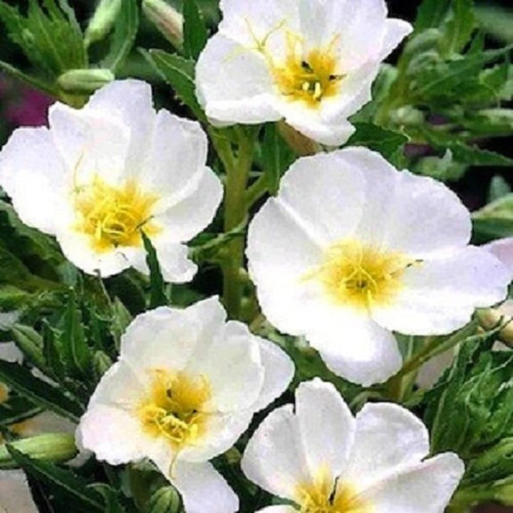 White Evening Primrose Flower Seeds for Planting – Heirloom Non-GMO, High Germination Organic Garden Seeds