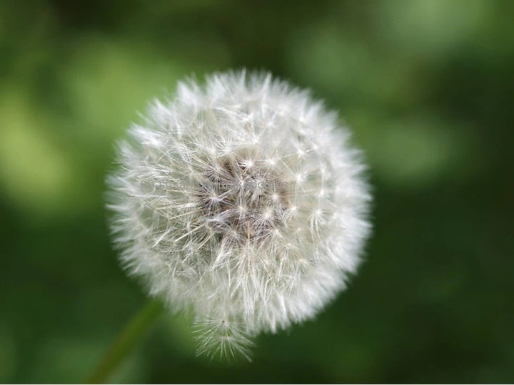 Poof Flower Seeds for Planting – Heirloom Non-GMO Seeds, High Germination Organic Garden Seeds