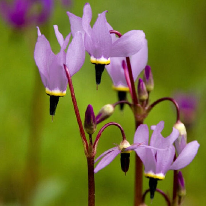 Purple Dodecatheon Flower Seeds for Planting – Heirloom Non-GMO, High Germination Organic Garden Seeds