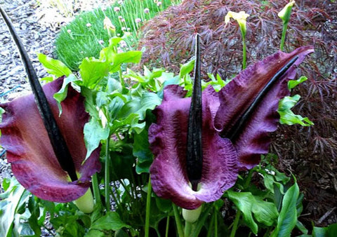 Flower Seeds, Seeds,Seeds For Planting,Plant Seeds