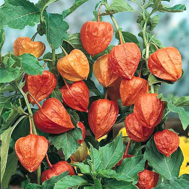 Physalis Alkekengi fruit seeds for planting - Heirloom & Non-GMO Garden seeds, ornamental edible plants
