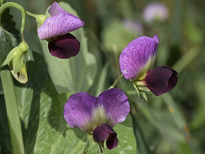 Pisum Sativum Flower Seeds for Planting – Edible Garden Pea Seeds