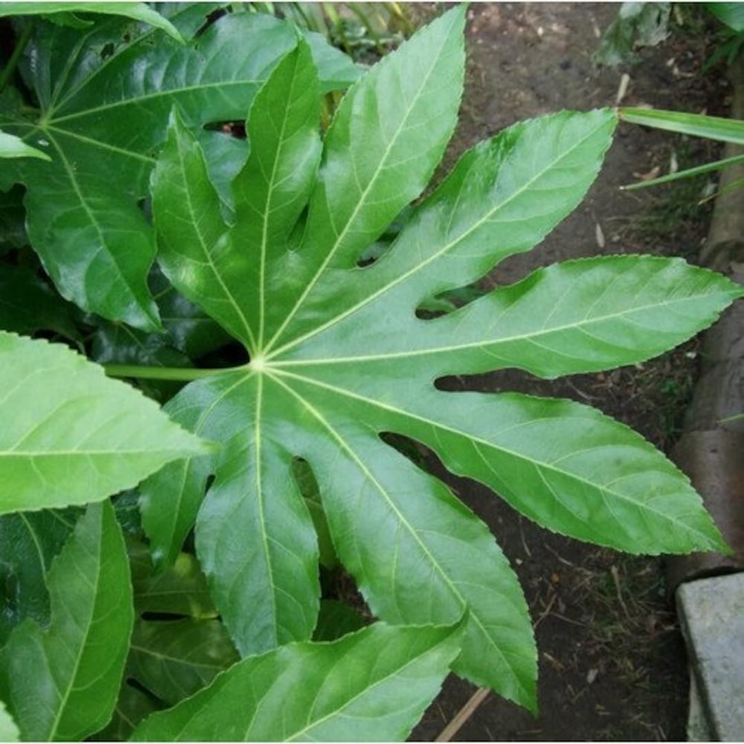 Green Fatsia Aralia Herb Seeds for Planting – Heirloom, Non-GMO Culinary Essential Seeds for Gardens