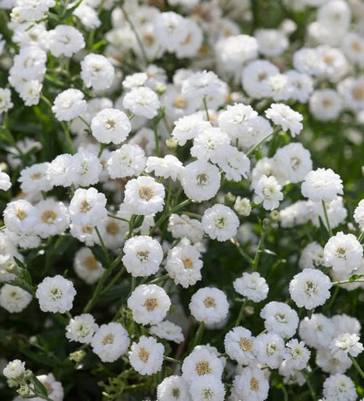 White Pellitory Flower Seeds for Planting – Heirloom Non-GMO Premium Quality Organic Garden Seeds