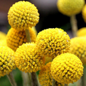 Flower Seeds, Seeds,Seeds For Planting,Plant Seeds