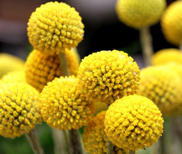 Flower Seeds, Seeds,Seeds For Planting,Plant Seeds