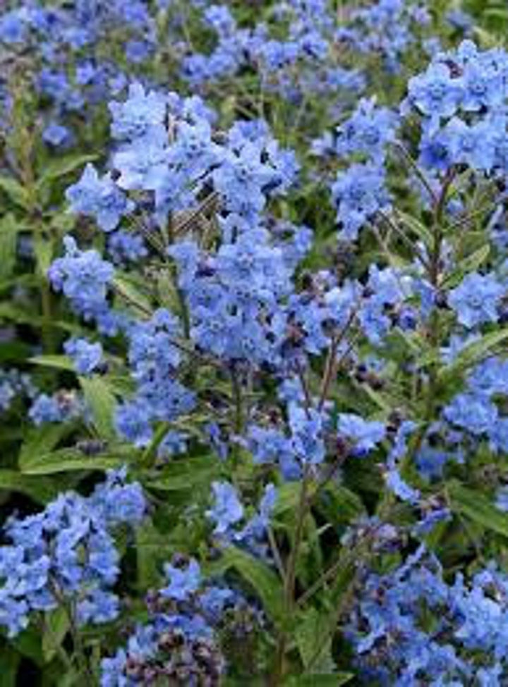 Flower Seeds, Seeds,Seeds For Planting,Plant Seeds