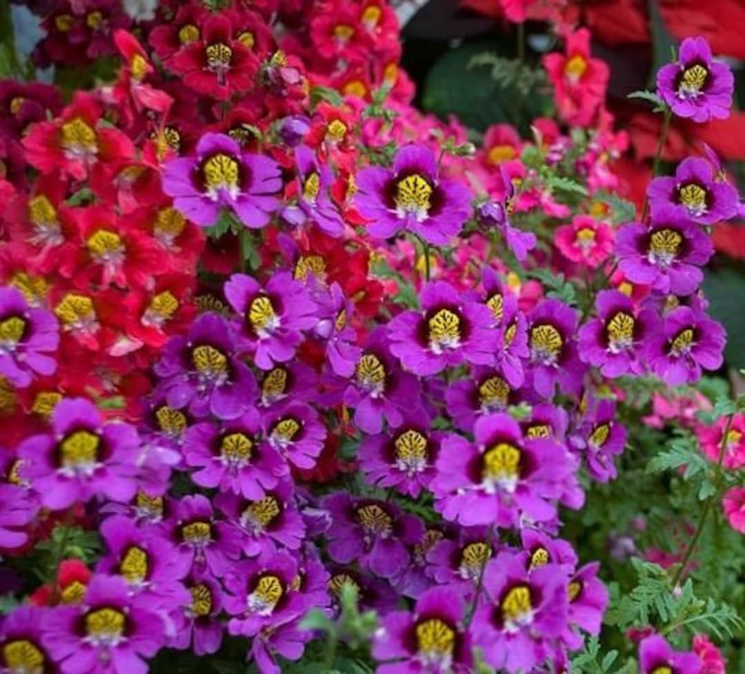 Schizanthus Flower Seeds for Planting – Wildflower Mix Heirloom Non-GMO, High Germination Organic Garden Seeds