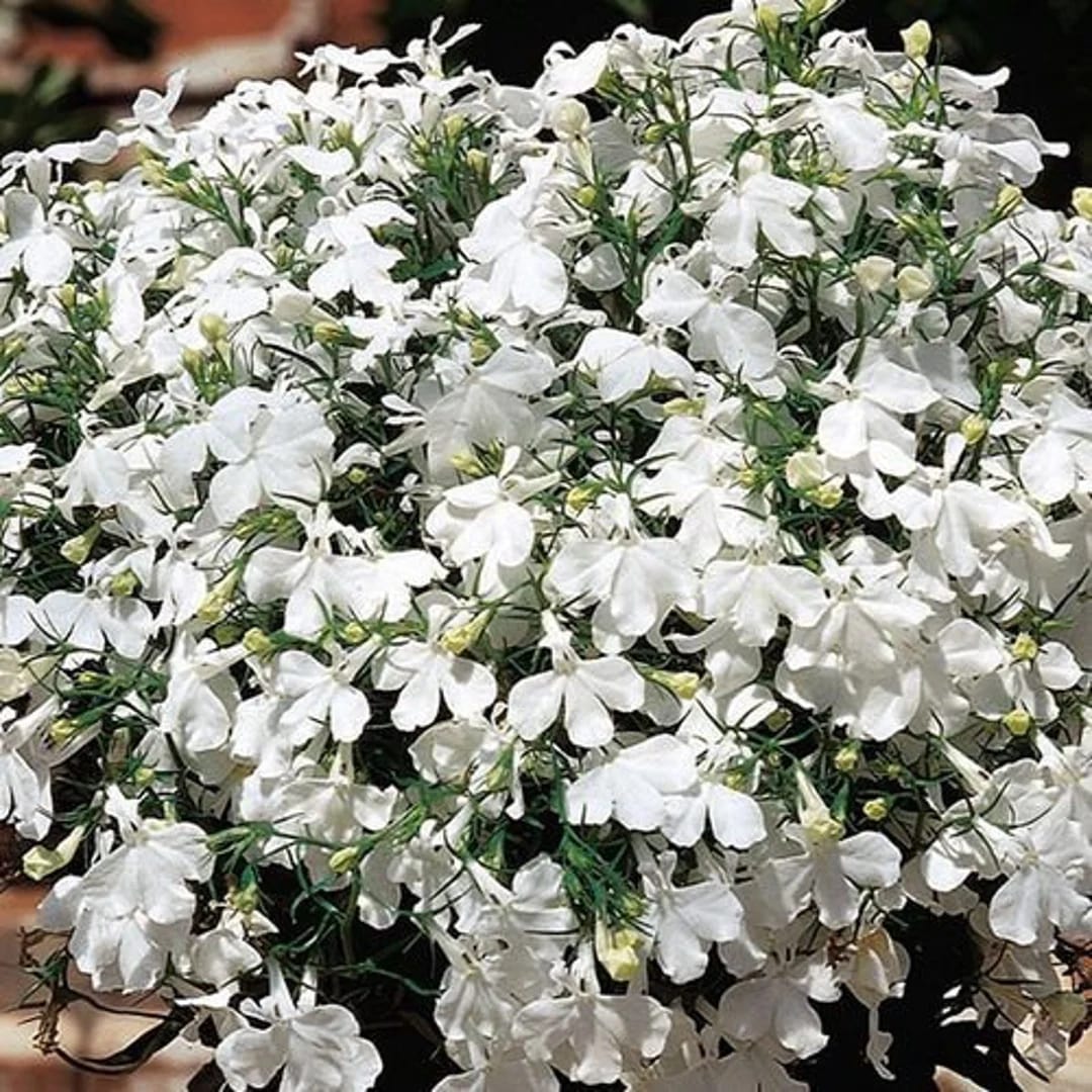 Lobelia Pendula White Lady Cascade Flower Seeds for Planting – Heirloom, Non-GMO, High Germination