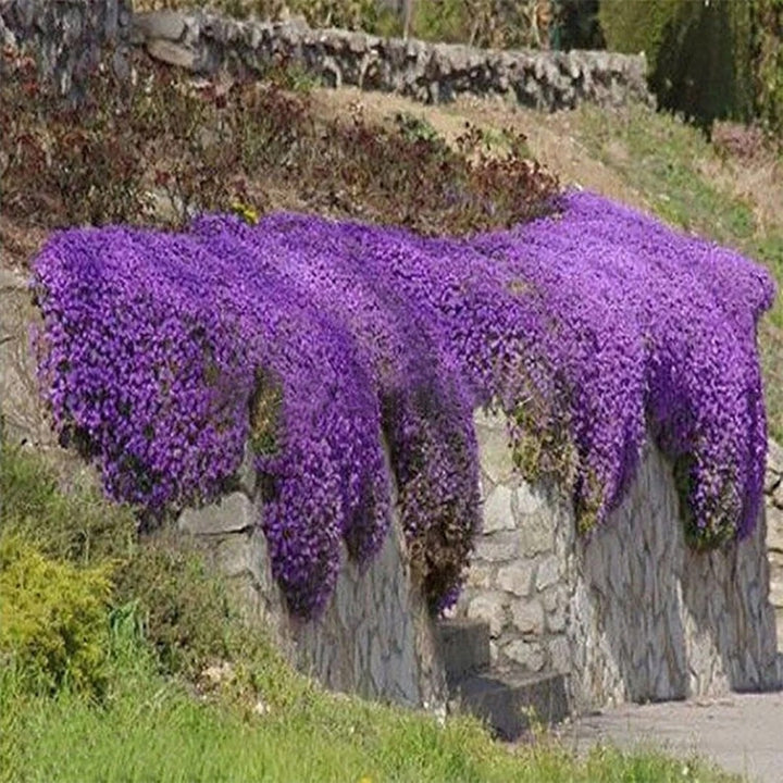 Aubrieta Cascade Flower Seeds for Planting – Heirloom Non-GMO, High Germination Organic Garden Seeds