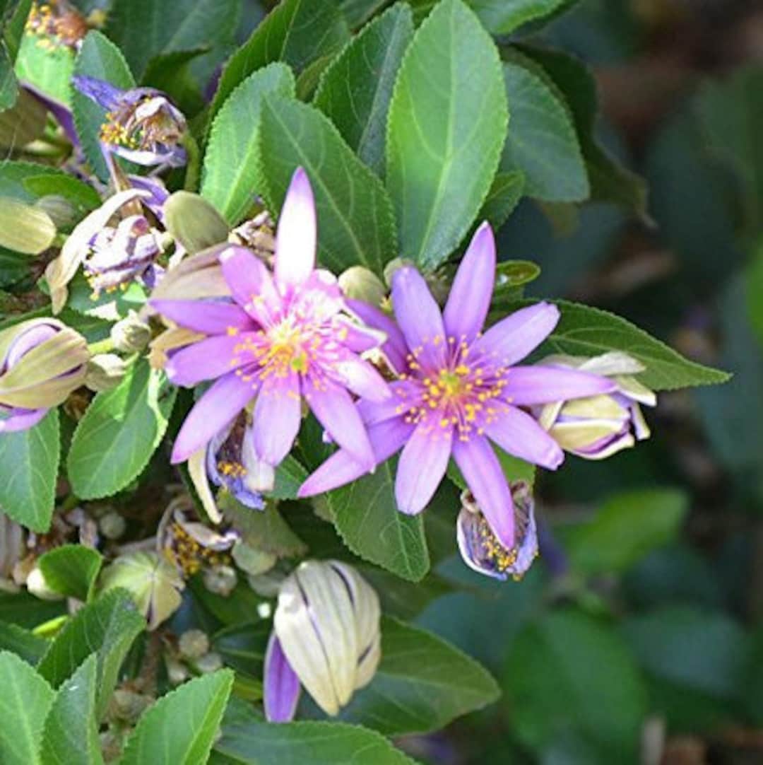 Flower Seeds, Seeds,Seeds For Planting,Plant Seeds