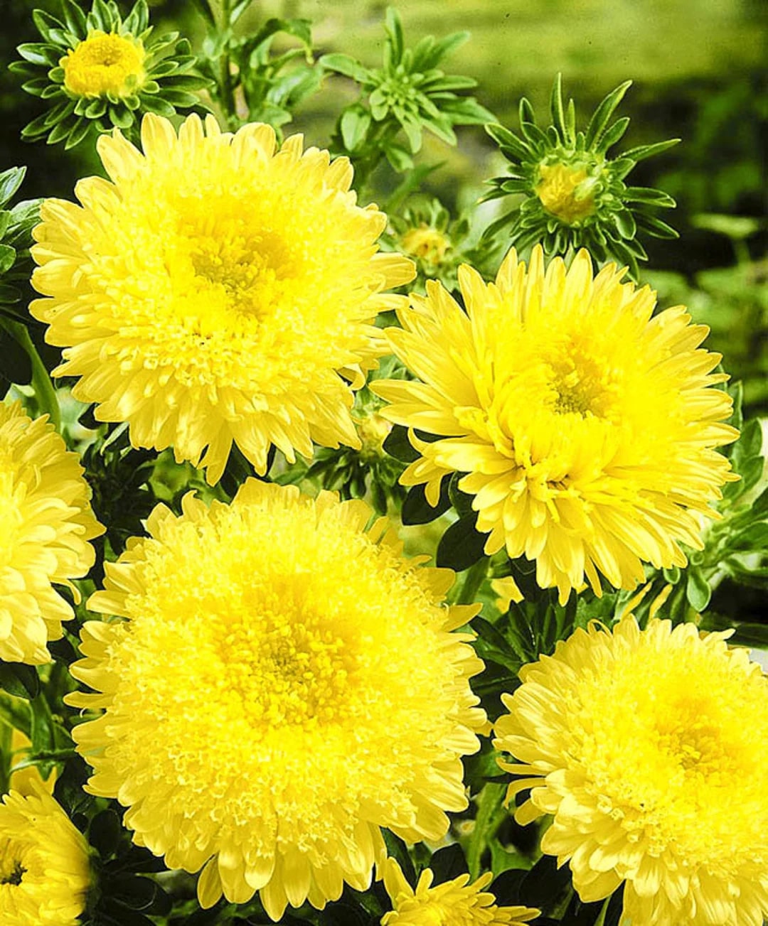 Yellow China Aster Flower Seeds for Planting – Heirloom, Non-GMO, High Germination Organic Garden Seeds