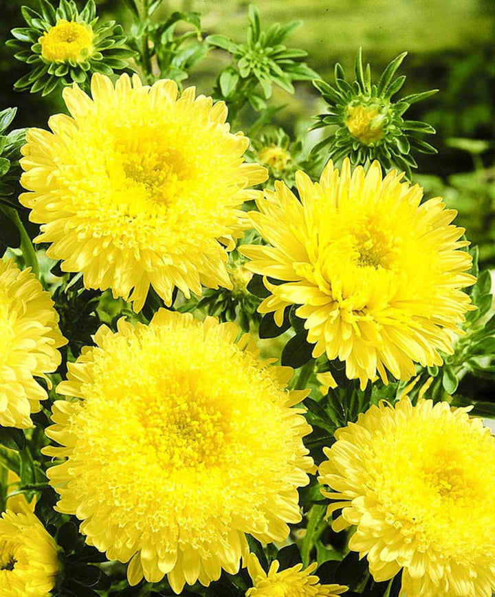 Yellow China Aster Flower Seeds for Planting – Heirloom, Non-GMO, High Germination Organic Garden Seeds